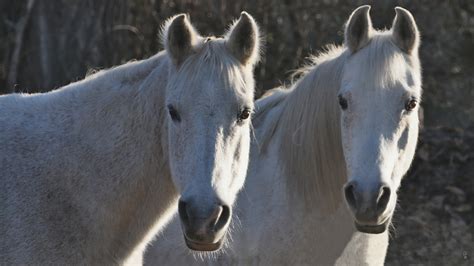 Weiße Pferde Foto And Bild Natur Pferde Tiere Bilder Auf Fotocommunity