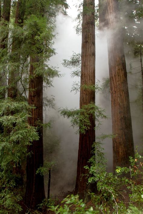Foggy Redwoods Fog Between Some Redwood Trees Nature Photography