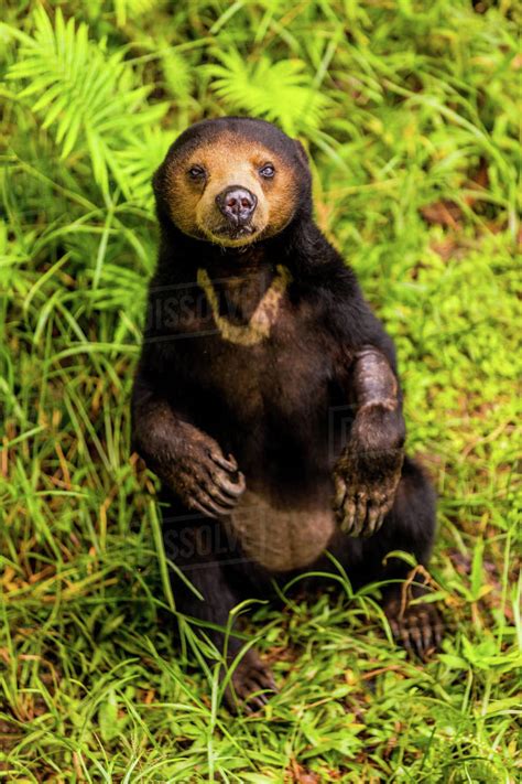 Native Sun Bear In Bako National Park Kuching Sarawak Borneo