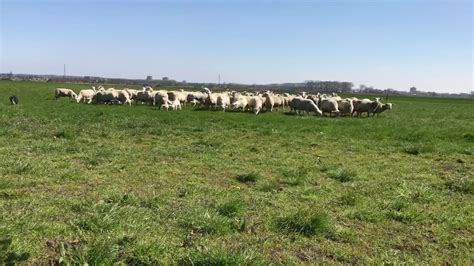 Owja nog een paar mooie droge dagen en dan kunnen de schapen weer