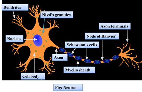 Describe The Structure Of A Neuron With The Help Of A Neat Labeled