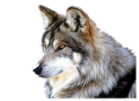 Try to search more transparent images related to wolf png |. Wolf PNG