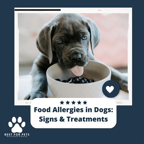 Food Allergies In Dogs Signs And Treatments