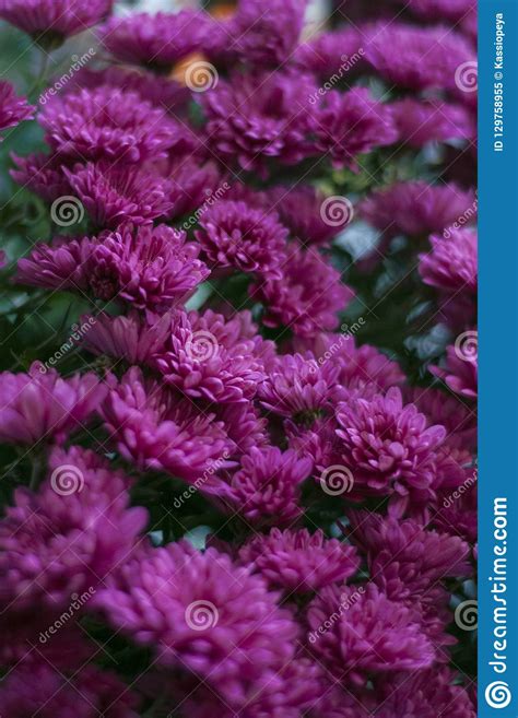 Purple Chrysanthemums In The Backgrounds A Bouquet Of Chrysanthemums