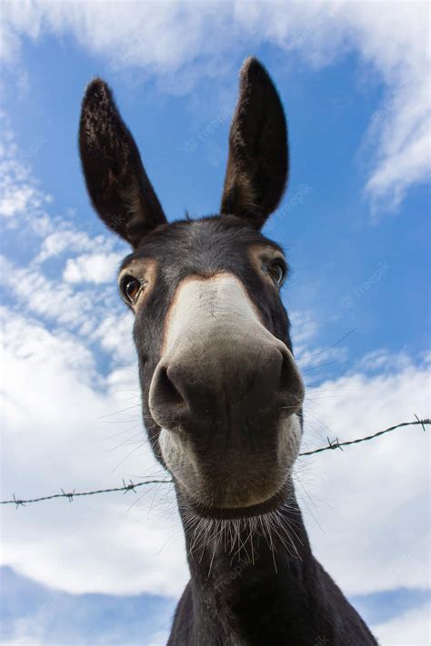Download Funny Donkey Face Selfie Picture