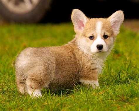 There is no standard cost, it depends on the breeder and the location they are in. Corgi Puppies For Sale - Pet Adoption and Sales