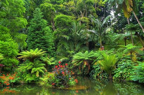 Hd Wallpaper Earth Jungle Flower Forest Pond Rainforest Tropical