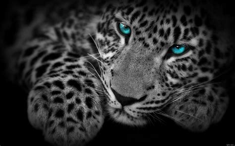 Egfox Leopard8 Blue Eye Hd By Eg Art On Deviantart Wild Cats Tiger