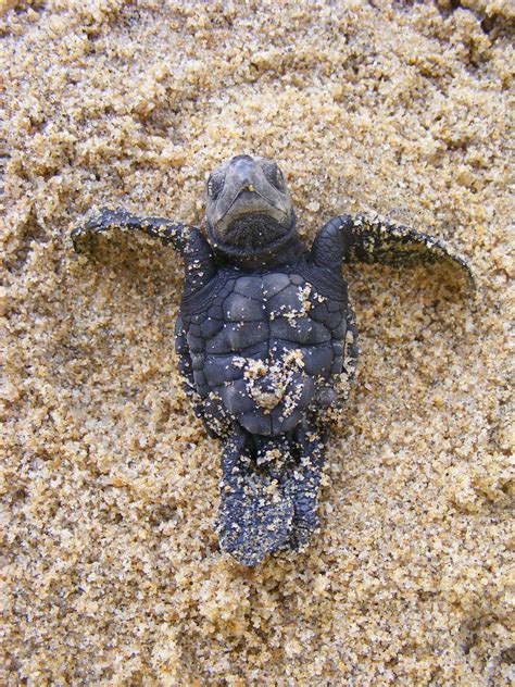 Free Images Cute Wildlife Sea Turtle Reptile Fauna Newborn Endangered Vertebrate