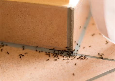 هل وجود النمل في البيت يدل على السحر