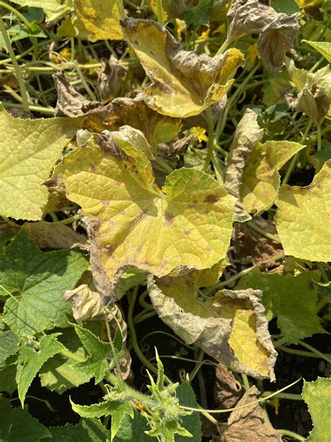 Cucumber Leaves Turning Yellow What Is Causing This R Gardening