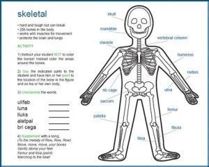 Human body activity book for kids: Pin on Places to Visit