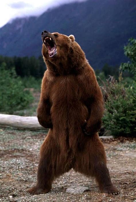 Psbattle Grizzly Bear Growling Kodiak Bear Animals Grizzly Bear