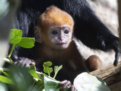 San Francisco Zoo Reveals New Addition Rare Baby Monkey