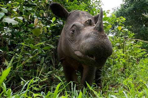 3 Endangered Animals In Indonesia Up Forever