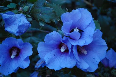 Planting Flowers Blue Rose Of Sharon Impatiens Flower