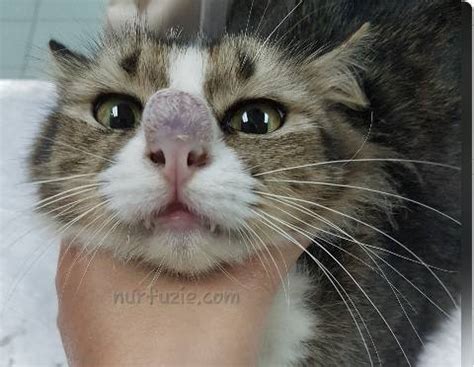 Sb30 health 234.041 views11 months ago. Harga Ubat Selsema Kucing - Jobs ID 2017