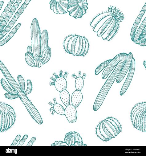 Vector Hand Drawn Wild Cacti Plants Pattern Illustration Stock Vector