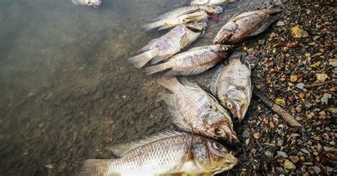 Tens Of Thousands Of Fish Dead From Factory Farm Runoff In Ohio Mercy