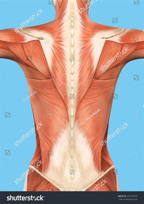 Anatomy Female Back Featuring Major Muscular Ilustración De Stock