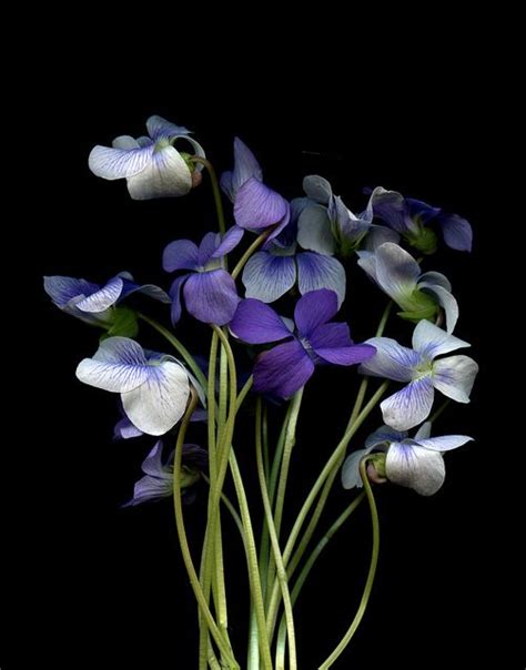 Violets In February Birth Flower Of The Month — Future King And Queen