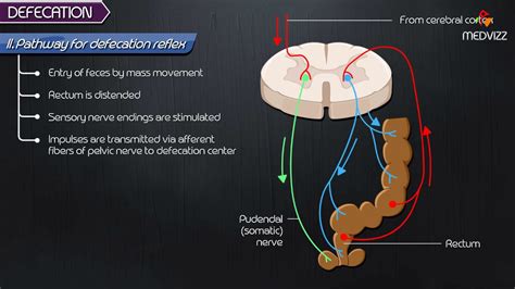 Defecation Reflex Pathway Animation Gastrointestinal Physiology Youtube