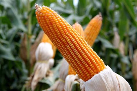 How To Grow Corn Msu Extension