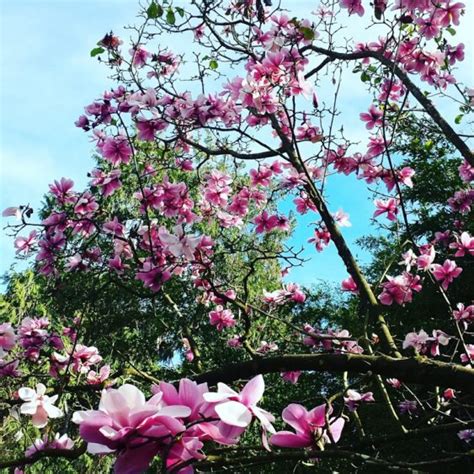 Sfs Gorgeous Annual Magnolia Bloom Sf Botanical Garden