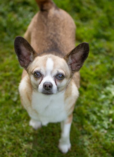 We are all nonprofit and all volunteer. Chihuahua Rescue UK, Adopt, Don't Shop! » Gallery