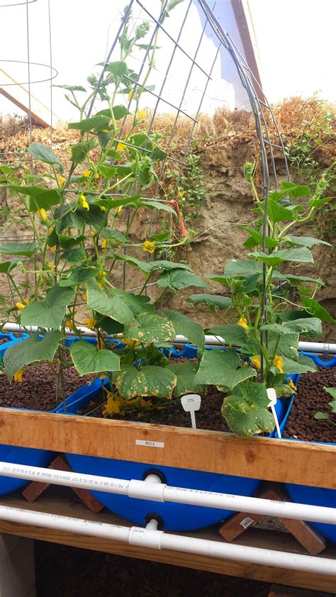 Walipini And Aquaponics The Walipini Growing Season