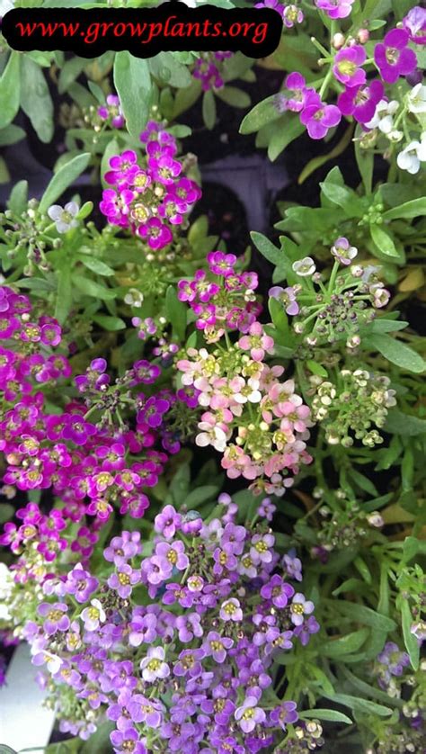 We also work with other growers in the area, allowing us to offer a more diverse selection, including native plants. Sweet alyssum - How to grow & care