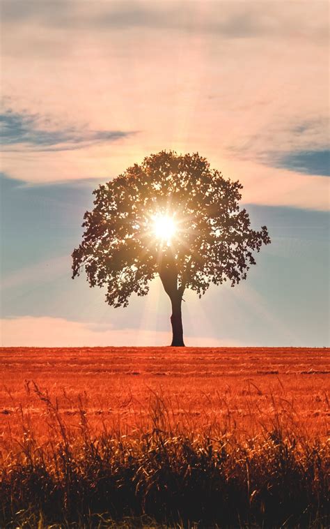 Tree Sunlight Horizon 800x1280