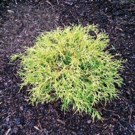 Pruning is needed if it is taking more space and hurting other plants in case you have planted another plant just near this also if gold mop cypress dwarf is overgrown and you want to cut down some of the branches to shorten it. Kings Gold Gold Mop Cypress