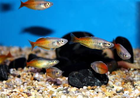 At the commercial level, they are ranked as different values based on species. Tetra Fish: Characteristics, types, habitats , care and more