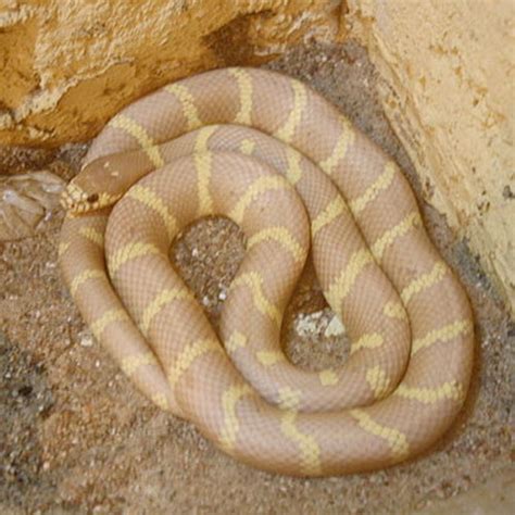 A Hillbilly Guide To Snakes The California Kingsnake Hubpages