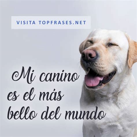 Introducir 54 Imagen Frases Para Tu Perro Instagram Viaterramx