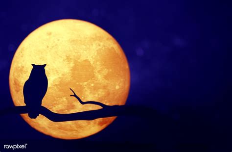 Owl With Full Moon In The Night Sky Free Image By Ghost