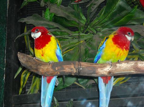 Beautiful Rainforest Birds