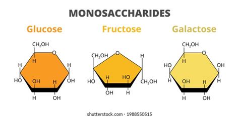 Basic Carbohydrate Chemical Structure