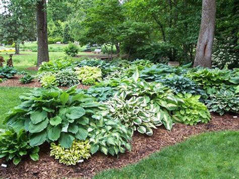 Lawn And Garden Hostas Toughness Variety Make It A Popular