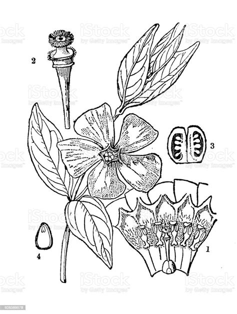 Botanik Pflanzen Antik Gravur Abbildung Vinca Minor Stock Vektor Art