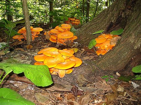 Orange Mushroom Cluster Mushrooms At The Gorge Cuyahoga Fa Flickr
