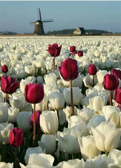 Experience the hustle and bustle of the world's largest flower auction in aalsmeer, the netherlands, a stone's throw from amsterdam. Sea of tulips,Holland - 9GAG