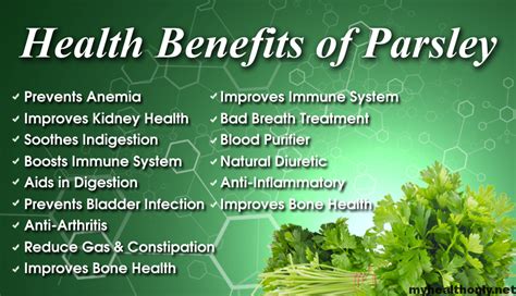 7 Impressive Health Benefits Of Parsley My Health Only