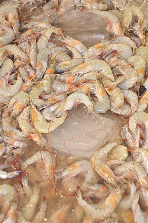 Fresh Shrimp At The Market Stock Photo Image Of Crustacean 20573514