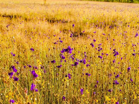 Grass Flower Field Wildflowers Free Stock Photo Public Domain Pictures