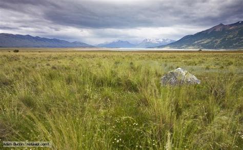 Temperate Grasslands Home