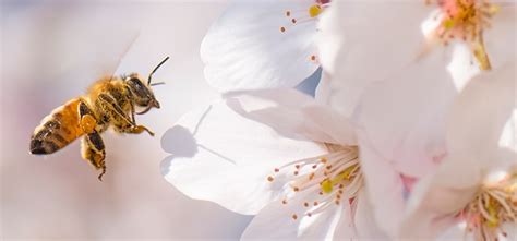 Soap and peppermint oil spray. 10 plants that repel bees and wasps - Ehrlich's deBugged Blog