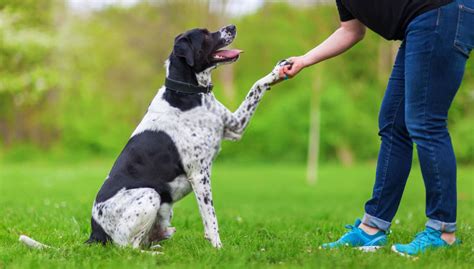 Invitan A Clase De Adiestramiento Canino Con Causa Noticias Rosarito
