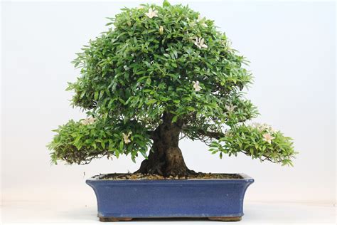 We regret we have to stop supplying the uk after more than 30 years, hope to be back in the near future. Satsuki Azalea Flowering Bonsai Tree available from All ...
